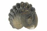 Wide, Bumpy Enrolled Morocops Trilobite #125146-1